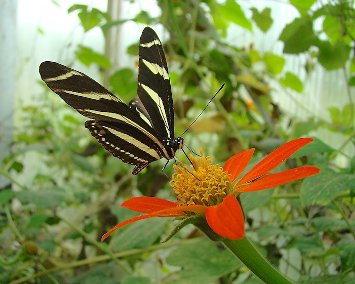 zebra longwing